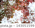 緑から赤へ色づくモミジの葉と秋空に映える紅葉のグラデーション 143051599