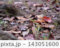 地面に舞い落ちて敷き詰められた赤や茶色の秋の落ち葉 143051600
