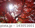 真っ赤に色づく紅葉の隙間から差し込む眩しい太陽の光 143051601