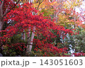 色とりどりの木々を背景に咲き誇るように色づく赤もみじ 143051603