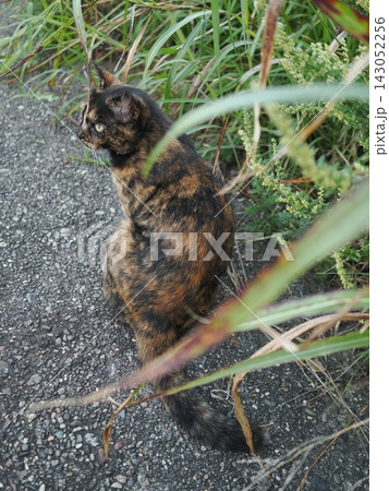 堤防で遊ぶさび猫 堤防で遊ぶさび猫 143052256