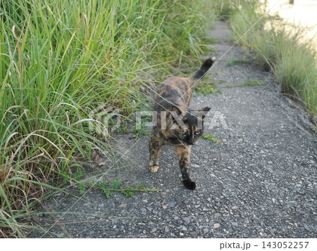 堤防で遊ぶさび猫 堤防で遊ぶさび猫 143052257