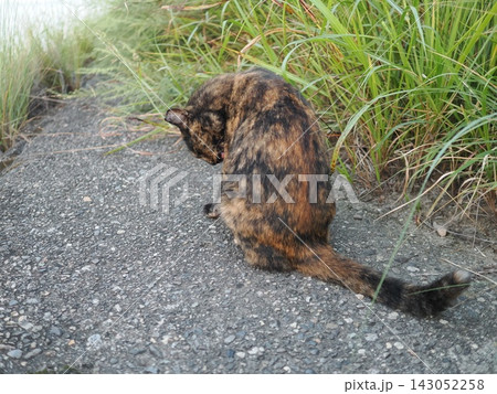 堤防で遊ぶさび猫 堤防で遊ぶさび猫 143052258