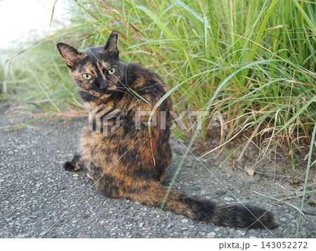 堤防で遊ぶさび猫 堤防で遊ぶさび猫 143052272