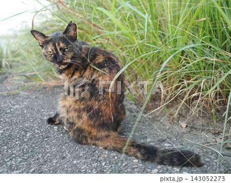 堤防で遊ぶさび猫 143052273