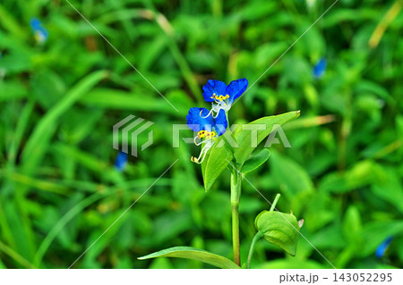 青色のツユクサの花(秋、九月) 青色のツユクサの花(秋、九月) 143052295