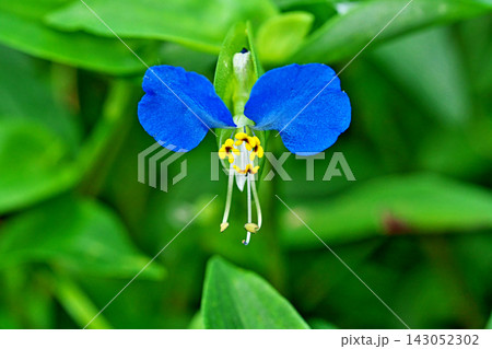 青色のツユクサの花（秋、九月） 143052302