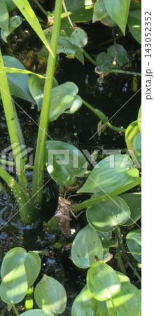 水辺の植物に残されたヤゴの抜け殻 水辺の植物に残されたヤゴの抜け殻 143052352