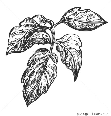 Tomato leaf sketch. Vector illustration of a leafy vegetable. Engraving. Sketch of a hanging pomidoro leaf on a white background. Hand-drawn, imitating etching. 143052502