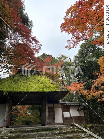 苔むした茅葺き屋根と紅葉　京都・法然院の山門 143053150