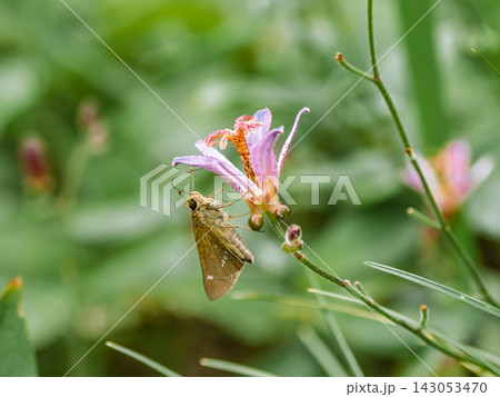 タイワンホトトギスの花と蜜を吸うセセリチョウ タイワンホトトギスの花と蜜を吸うセセリチョウ 143053470