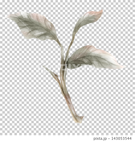 Hand-Painted Watercolor Botanical Branch with Green Leaves Isolated on Transparent Background Hand-Painted Watercolor Botanical Branch with Green Leaves Isolated on Transparent Background 143053544