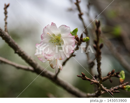 秋に咲き始めたジュウガツザクラ(十月桜) 秋に咲き始めたジュウガツザクラ(十月桜) 143053900