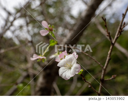 秋に咲き始めたジュウガツザクラ（十月桜） 143053902