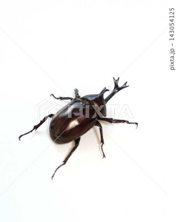 カブトムシ 昆虫 夏休み 子供 カブトムシ 昆虫 夏休み 子供 143054125
