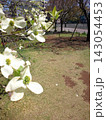 白い花 143054453