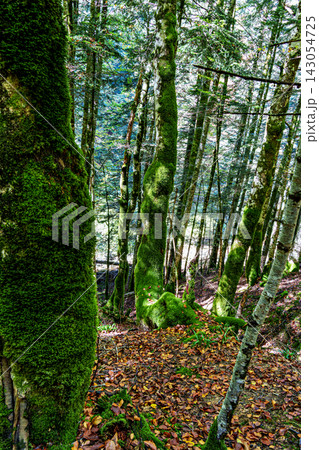 Autumn view of the Irati Forest, Selva de Irati in the Spanish province of Navarre in Spain Autumn view of the Irati Forest, Selva de Irati in the Spanish province of Navarre in Spain 143054725