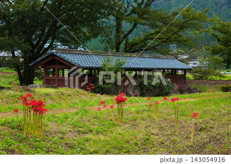 一乗谷朝倉氏遺跡の秋 一乗谷朝倉氏遺跡の秋 143054916