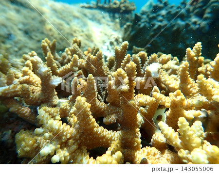 枝状に成長するミドリイシ（Acropora sp.）の水中写真 143055006