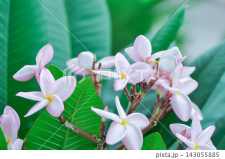 frangipani, frangipani flower or pagoda tree or temple tree with flowers or pink flower frangipani, frangipani flower or pagoda tree or temple tree with flowers or pink flower 143055885