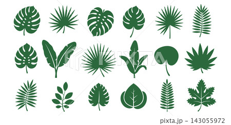 Collection of green tropical leaf silhouettes isolated on a white background Collection of green tropical leaf silhouettes isolated on a white background 143055972
