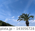 見てて気持ちがいい「ヤシの木と夏らしい快晴の青空」です！ 143056728