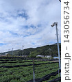 心が落ち着く「茶畑と青空、山脈、のどかな田舎の風景」（縦型） 143056734