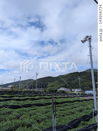 心が落ち着く「茶畑と青空、山脈、のどかな田舎の風景」（縦型） 143056734