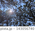 松林で見上げた太陽輝く夏の青空 143056740