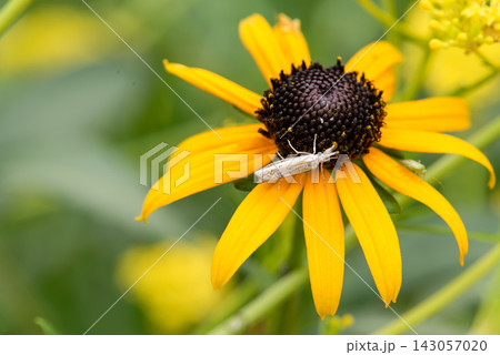黄色いルドベキアの花とシバツトガ 黄色いルドベキアの花とシバツトガ 143057020