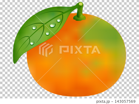 "Early-ripening mandarin oranges" 143057569