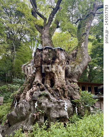 静岡・熱海 来宮神社の御神木　大楠 143057763