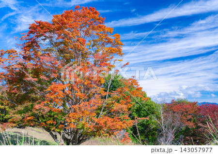 【紅葉素材】秋の大峰高原・紅葉した七色大カエデ【長野県】 【紅葉素材】秋の大峰高原・紅葉した七色大カエデ【長野県】 143057977