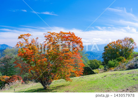 【紅葉素材】秋の大峰高原・紅葉した七色大カエデ【長野県】 143057978