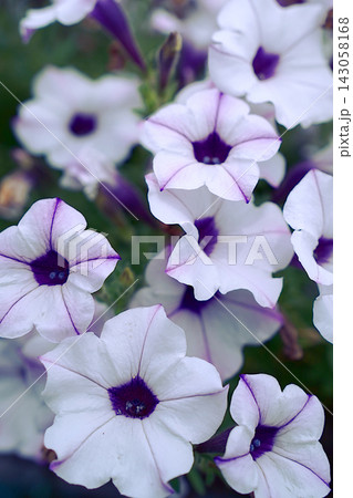 白いペチュニアの花 白いペチュニアの花 143058168