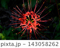 花火のような赤い彼岸花 143058262