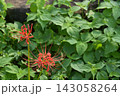 赤いヒガンバナ 143058264
