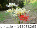 白・赤仲良し彼岸花 143058265