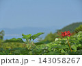 空に向かって咲く彼岸花 143058267