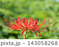 大きく見せる赤い彼岸花 143058268