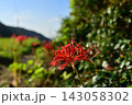 里山に咲く彼岸花 143058302