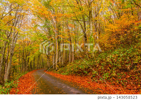秋山郷の林道で紅葉に色付いた明るい林のトンネルの中を進む林道の景色を捉えた美しい早朝風景 秋山郷の林道で紅葉に色付いた明るい林のトンネルの中を進む林道の景色を捉えた美しい早朝風景 143058523