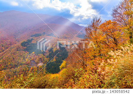 秋山郷の展望箇所から全山紅葉の苗場山と雲間から太陽の光が筋の様に差し込む美しい早朝の風景 143058542