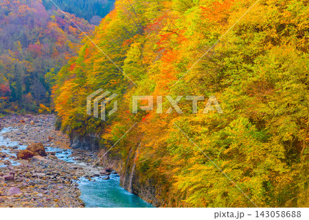 秋山郷の県道507号線屋敷橋から中津川の流れと色とりどりの美しい紅葉の山肌を捉えた早朝の風景 143058688