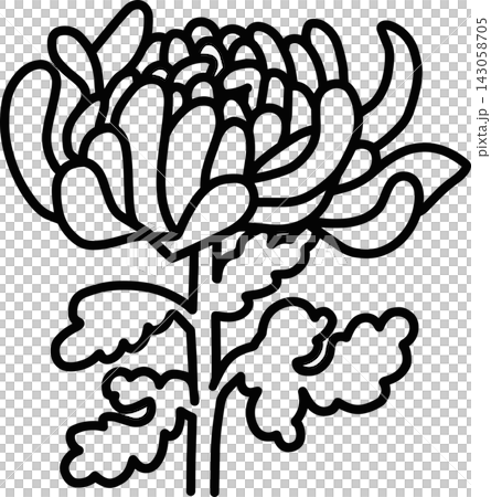菊花的線條畫插圖 菊花的線條畫插圖 143058705