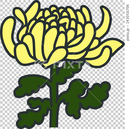 黃色菊花花插畫 143058706