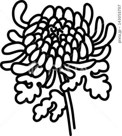 菊の花の線画イラスト 143058707