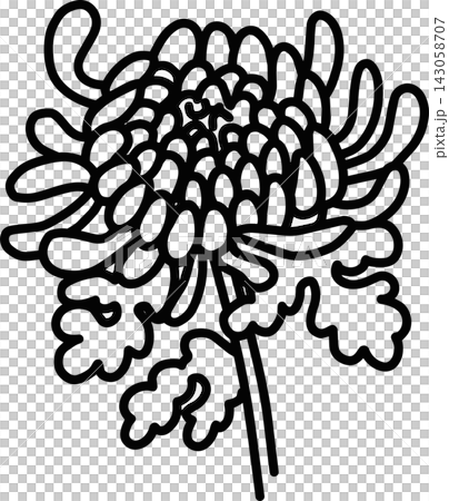 菊の花の線画イラスト 143058707
