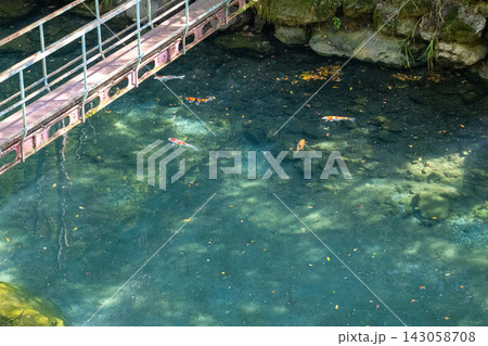 透き通る湖 白龍湖の鯉 143058708