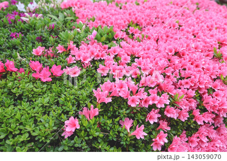 April 30 2026 Pink azalea flowers blooming in spring garden April 30 2026 Pink azalea flowers blooming in spring garden 143059070